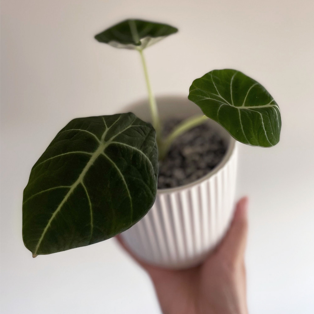 絲絨質感黑天鵝海芋盆栽 Plantaholic