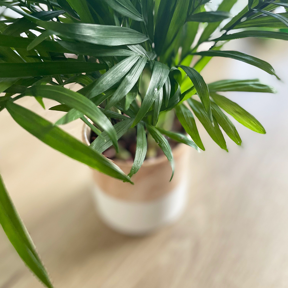 迷你䄂珍椰子 Plantaholic